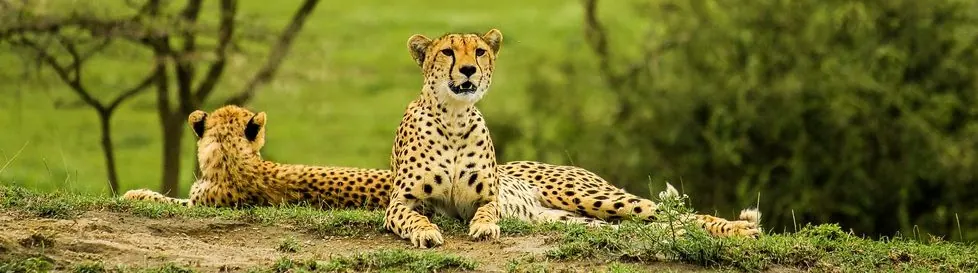 Safari vehicle on the Tanzania plains