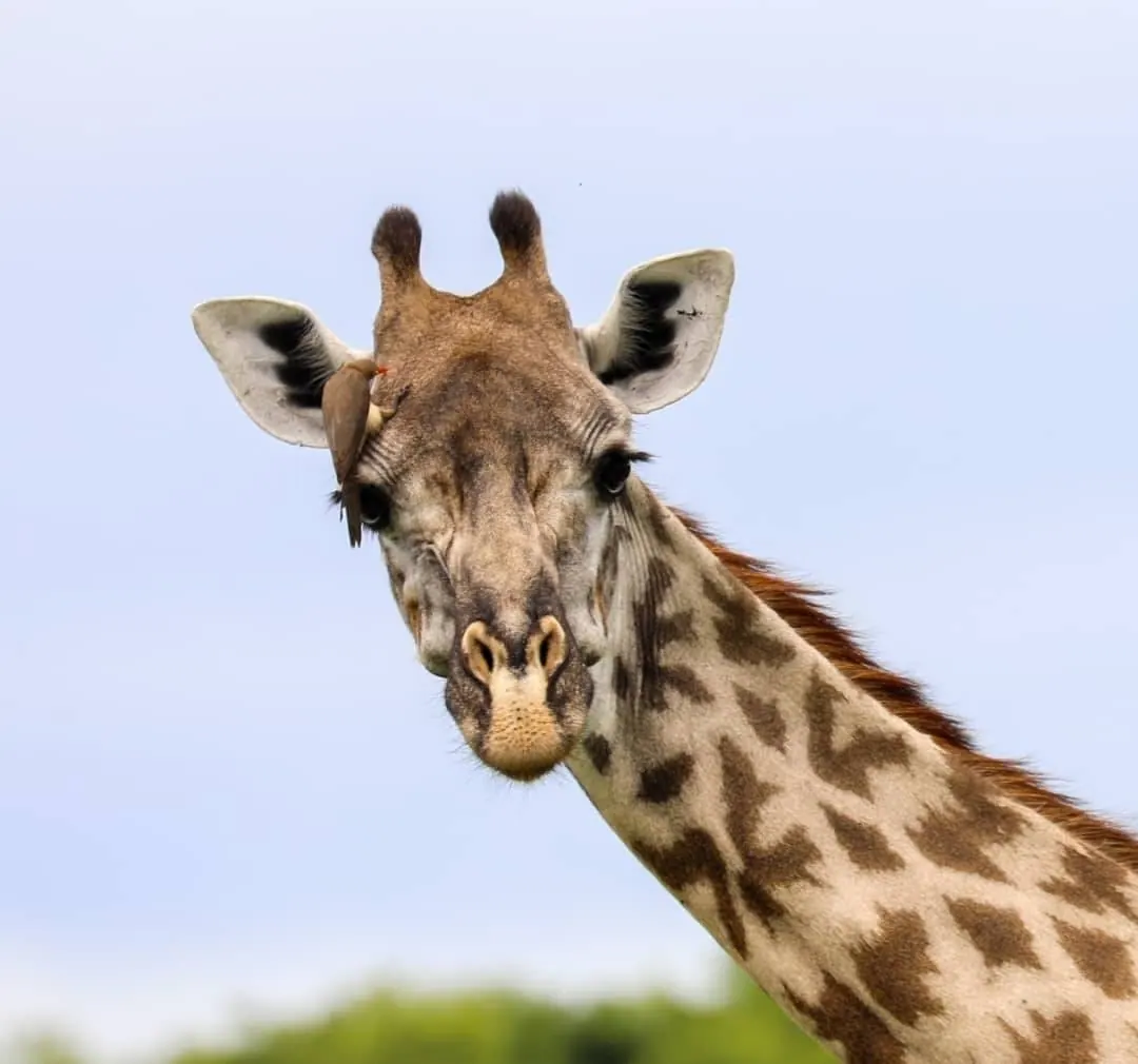 Giraffe close up