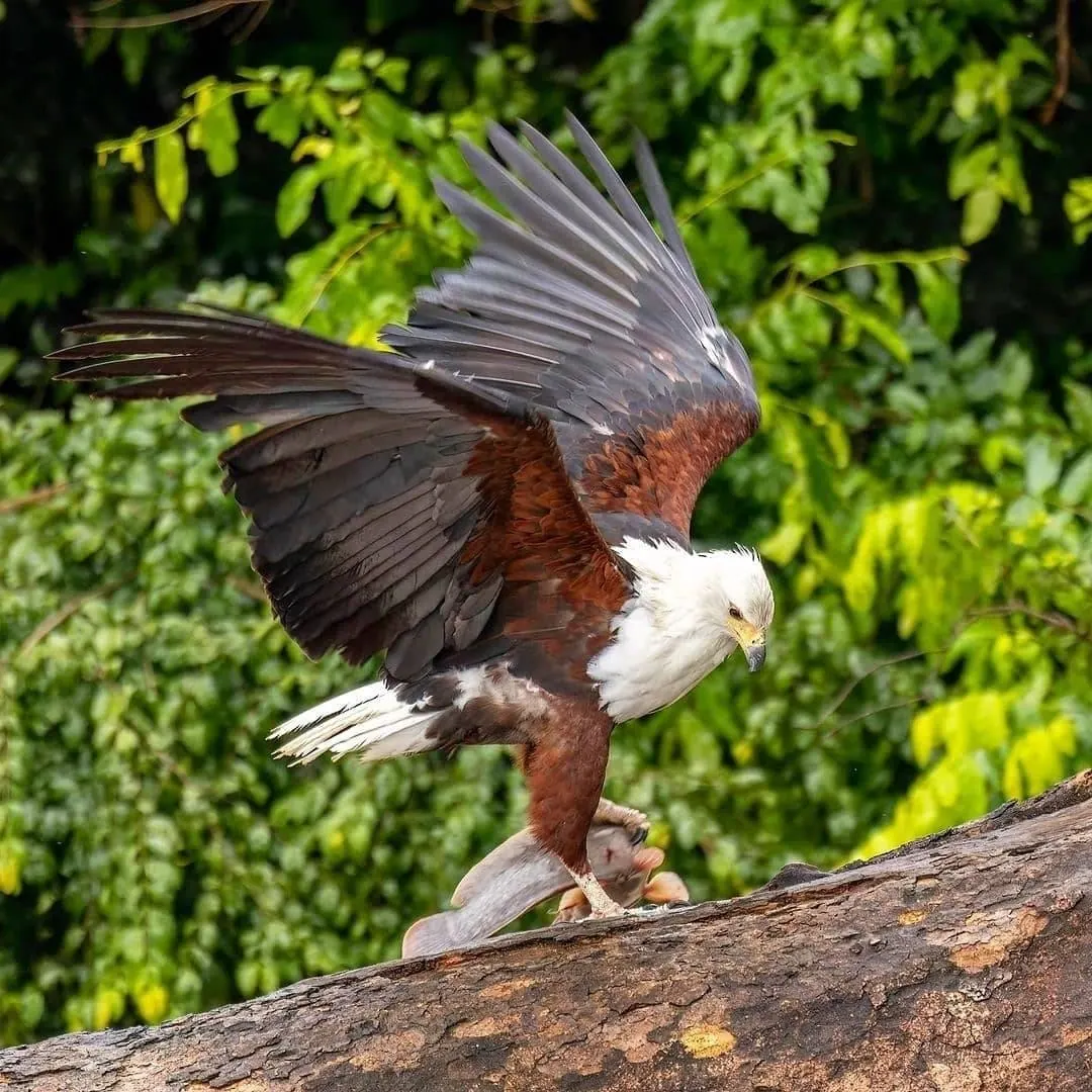 Gombe National Park