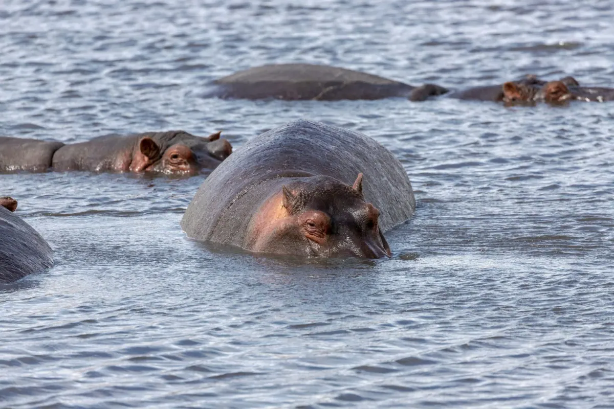 Katavi National Park