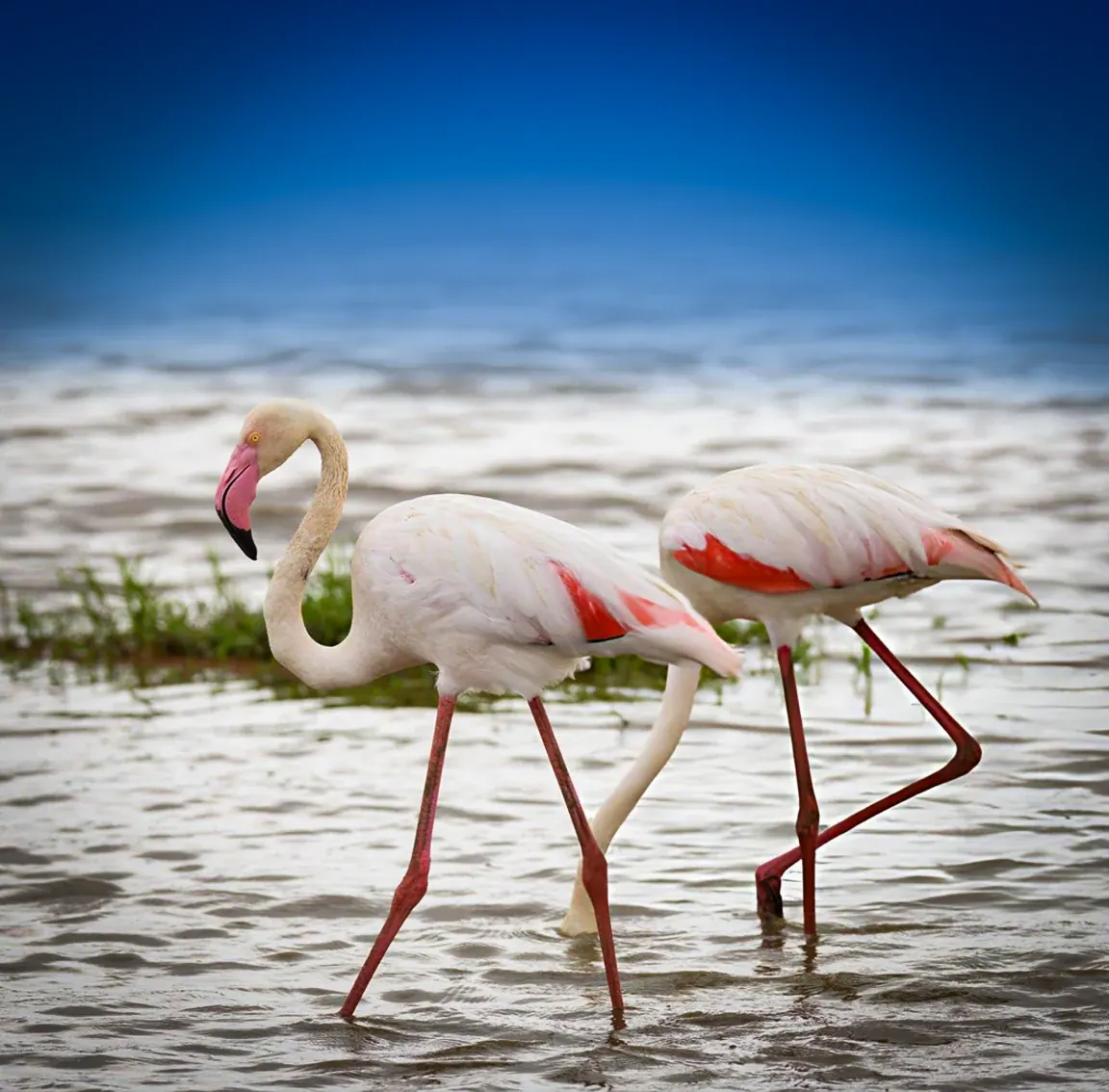 Lake Manyara National Park