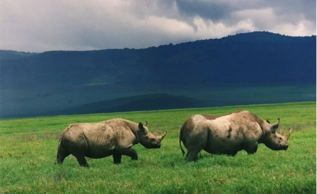 Ngorongoro Crater