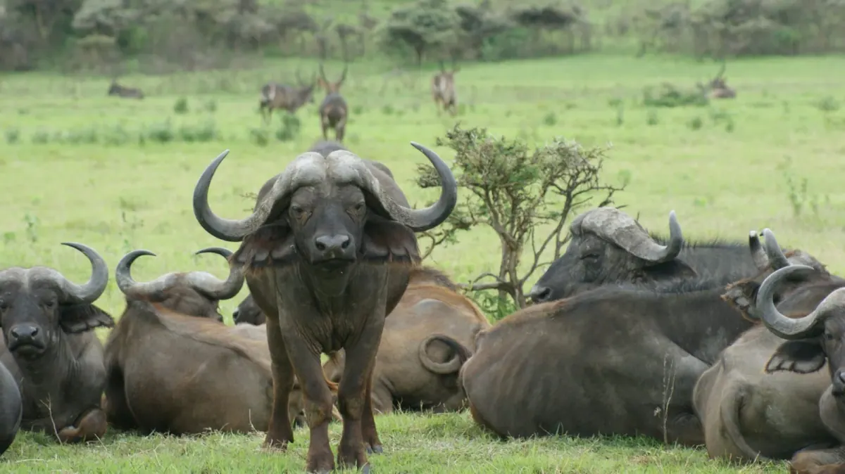 Nyerere National Park