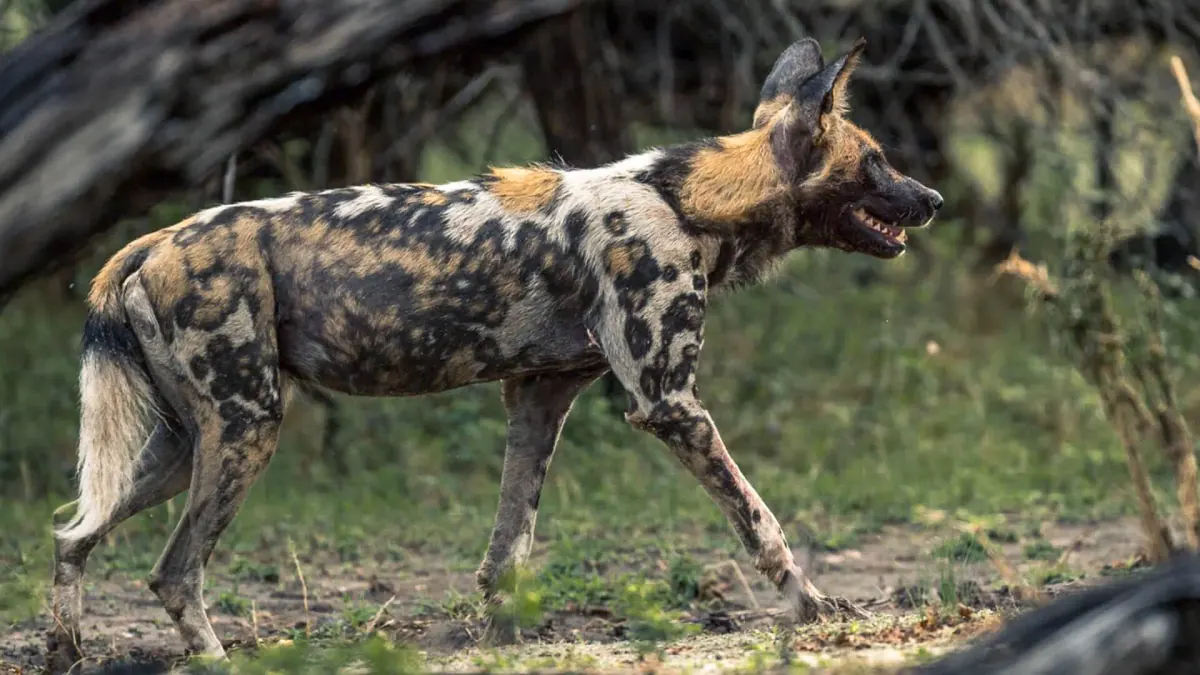 Ruaha National Park