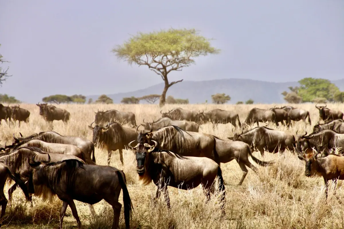 Wildebeest herd on the Serengeti plains