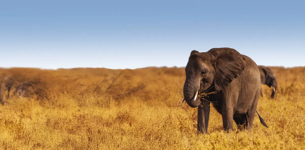 Tanzania Big Five Safaris