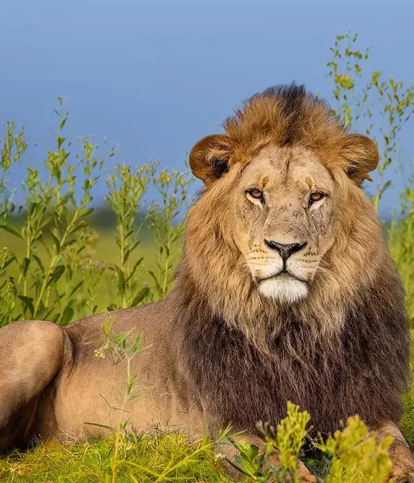 Lion