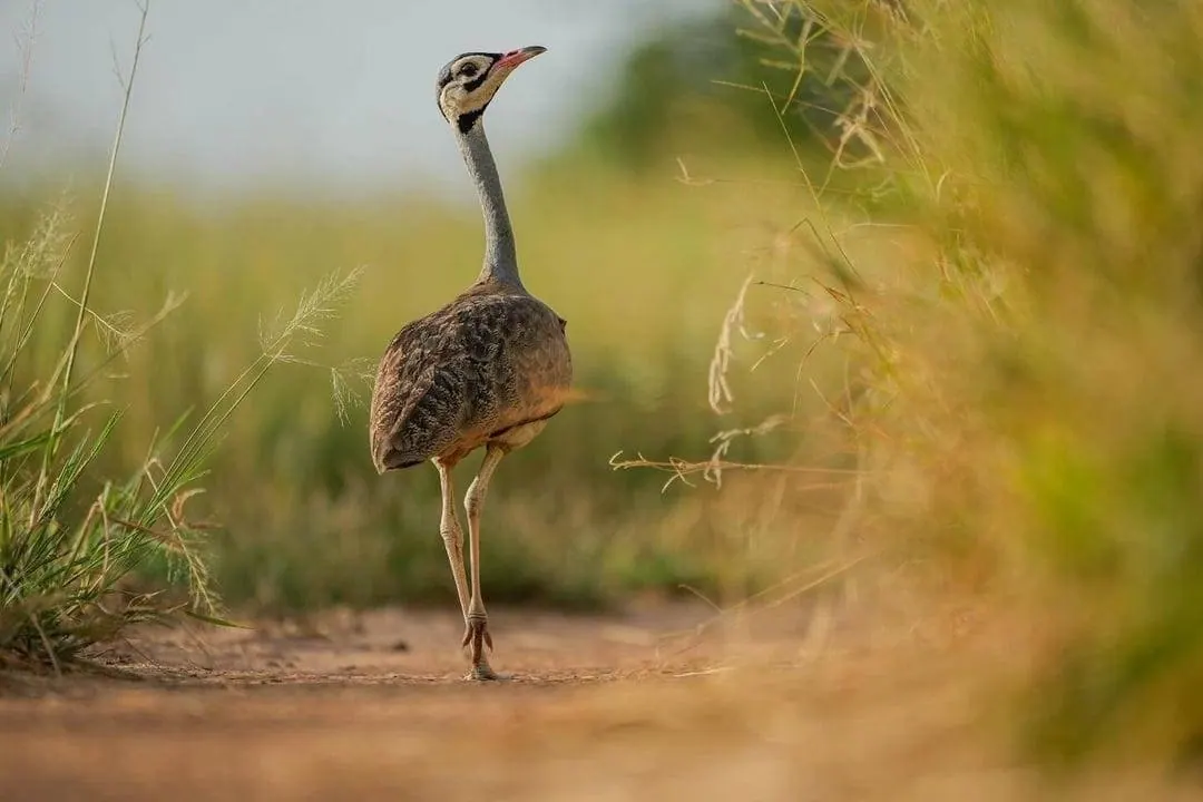 Birding Safari Tanzania