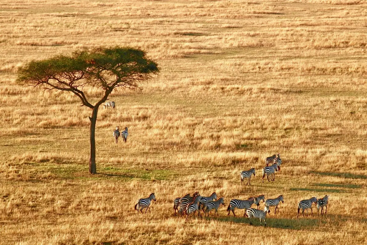 Fly-in Safari Tanzania