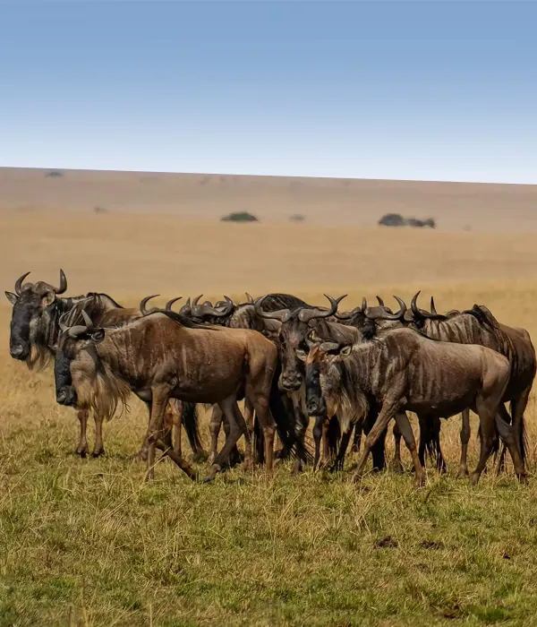 Tanzania Safari Experiences