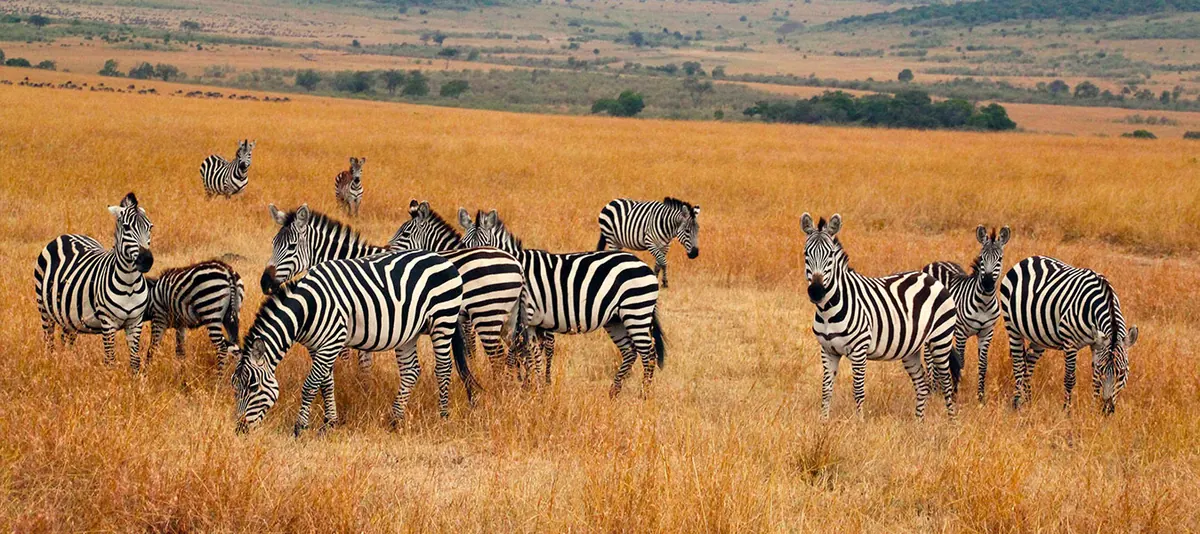 Tanzania Mid-Range Safaris