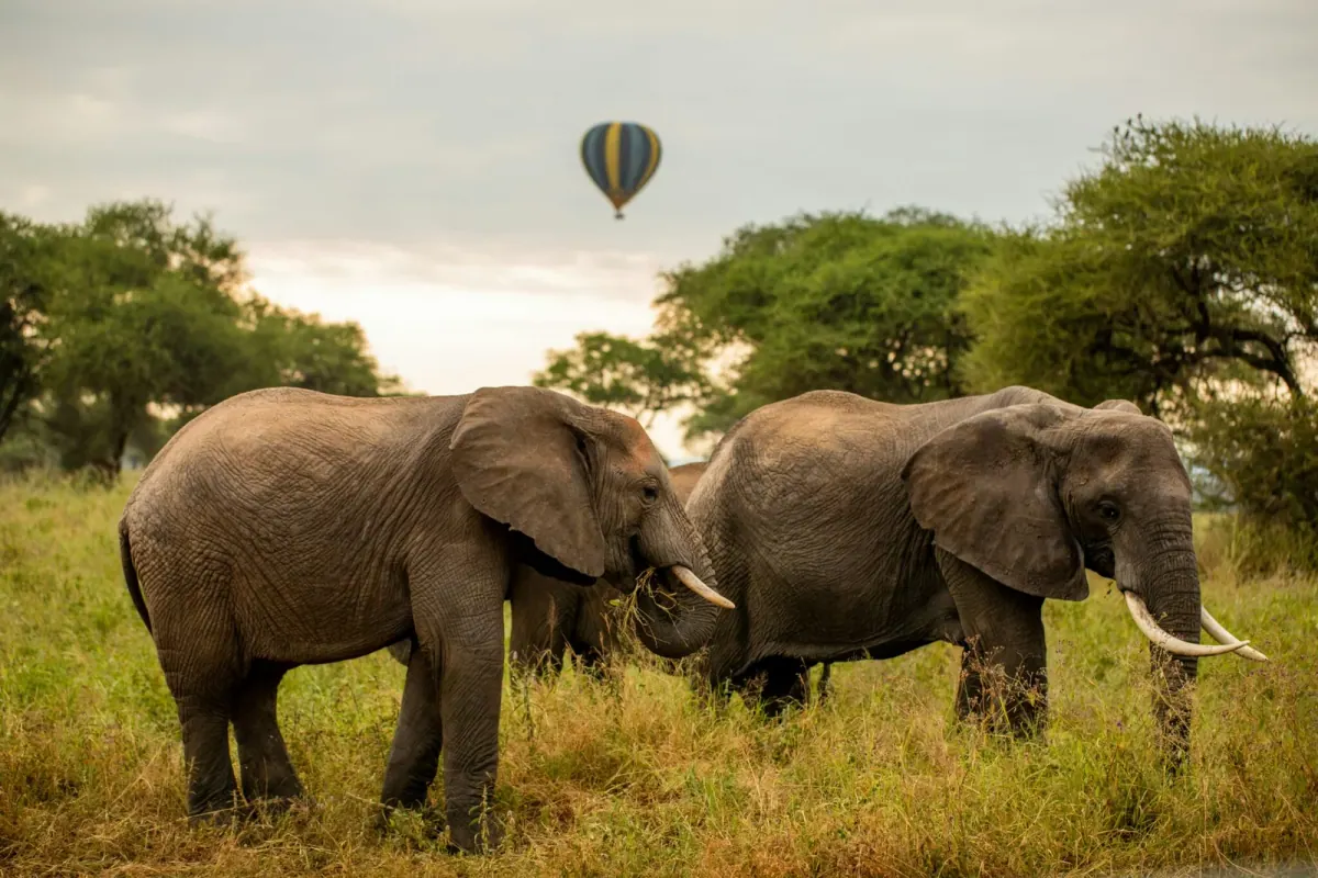 Elephants beneath a wide Tanzania sky