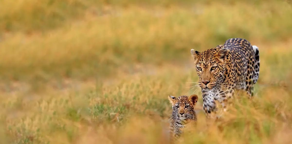 12-Day Premium Luxury Safari & Beach Holiday