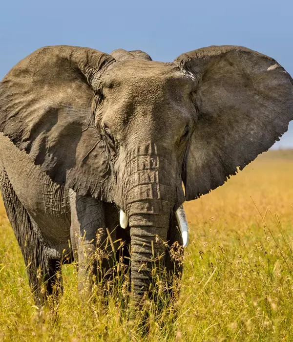 3-Day Ruaha National Park Budget Safari