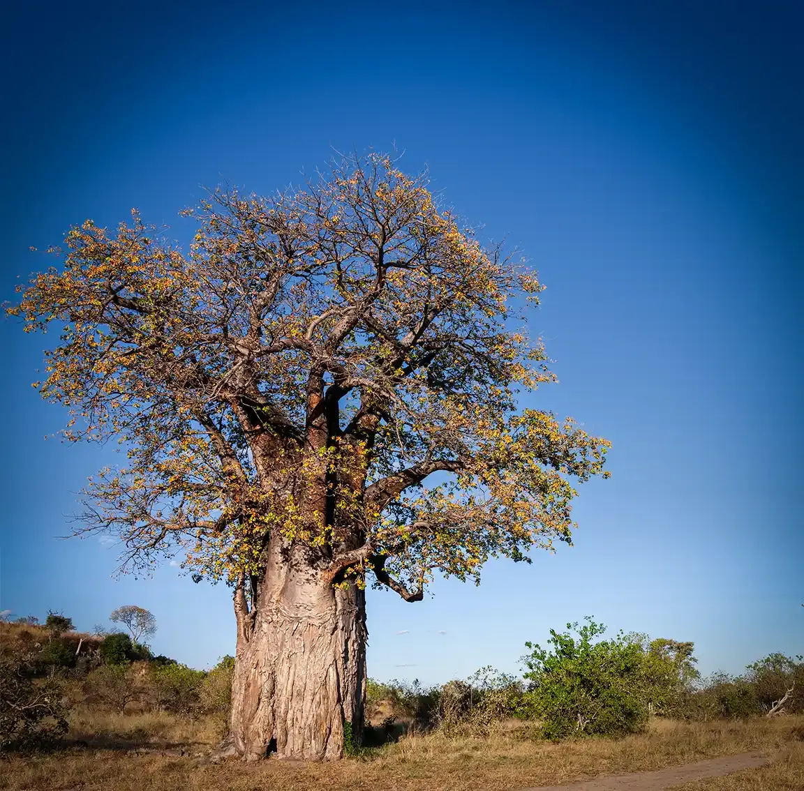 4-Day Ngorongoro & Serengeti NP Budget Tour