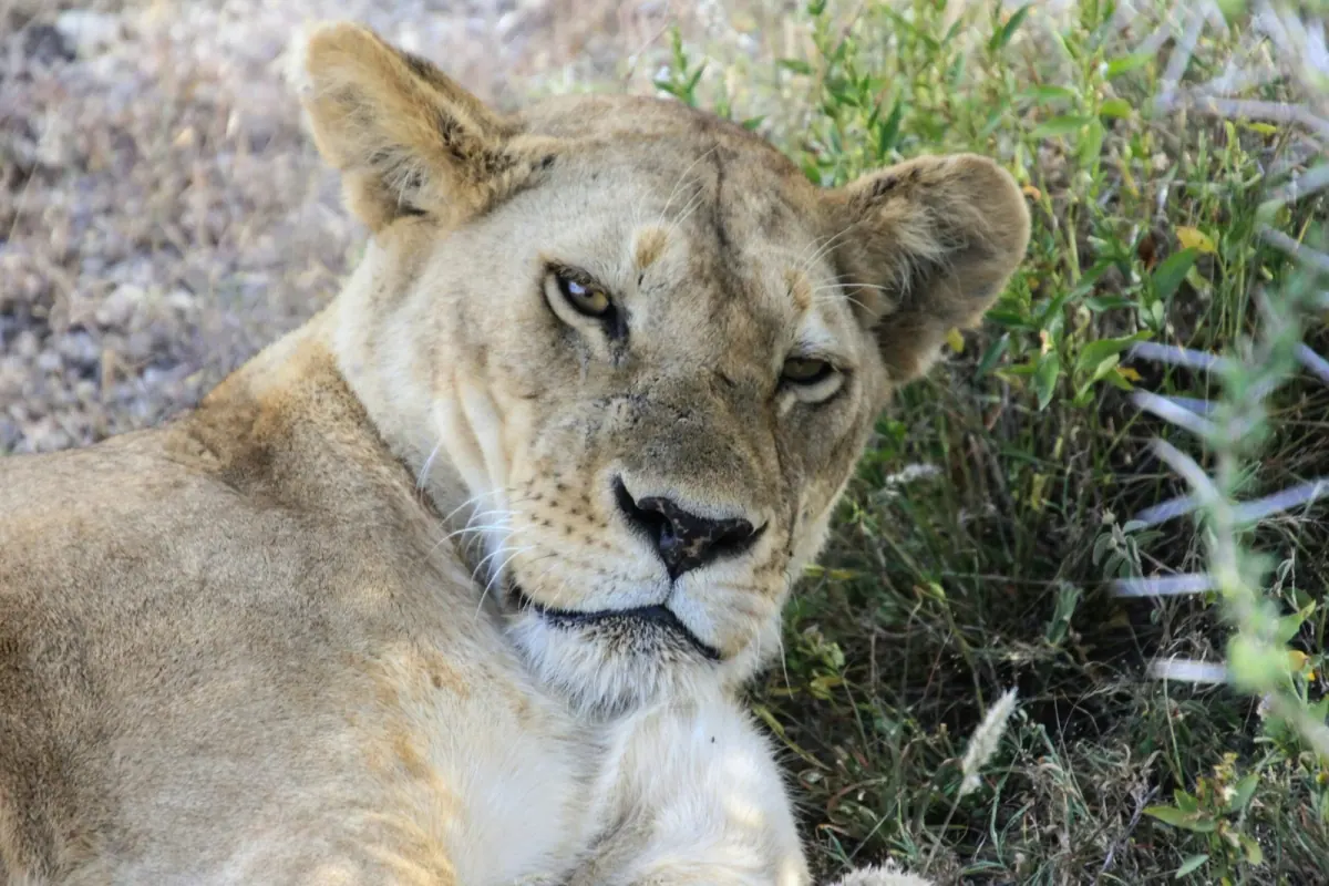 4-Day Ngorongoro, Serengeti & Tarangire NP Budget Tour