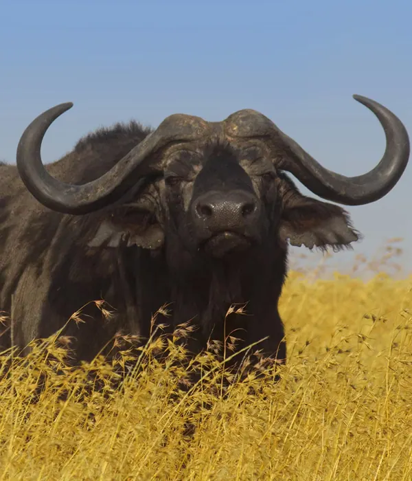 4-Day Serengeti, Ngorongoro & Manyara Budget Tour