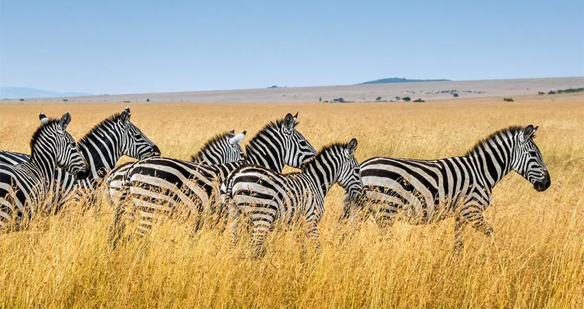 5-Day Mid-Range Northern Circuit Wildlife Safari