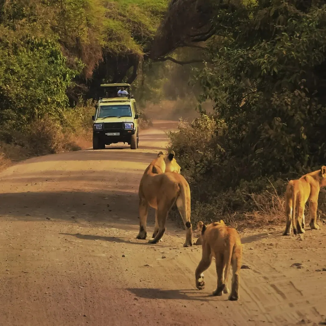 5-Day Ngorongoro, Serengeti & Tarangire Luxury Tour