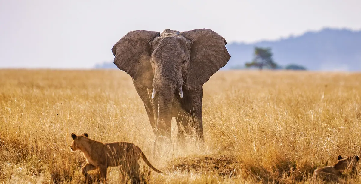 5-Day Zanzibar to Northern Serengeti Fly-in Safari