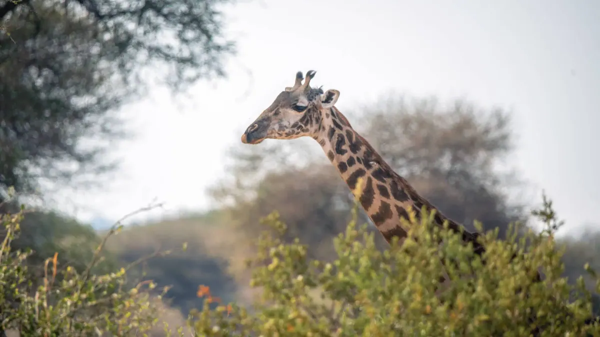 6-Day Tanzania Safari, Wildlife & Materuni Waterfall