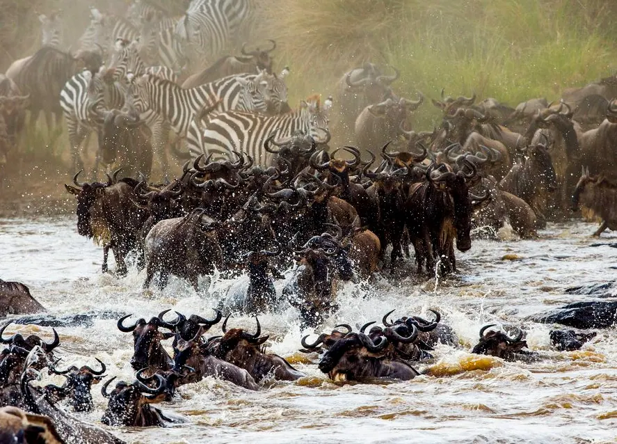 6-Day The Great Wildebeest Migration Calving Season