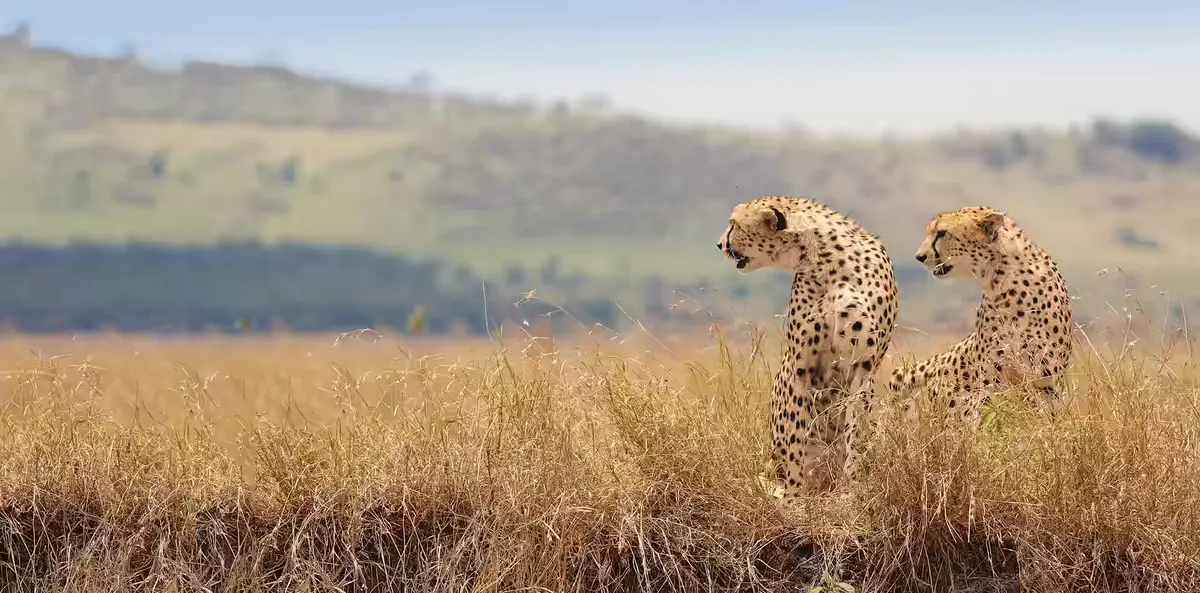 6-Day Tanzania's Premier Best-Value Wildlife Safari
