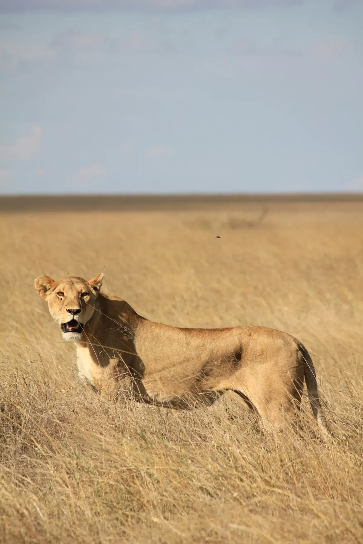 7-Day Best of the Tanzania Wild Luxury Safari