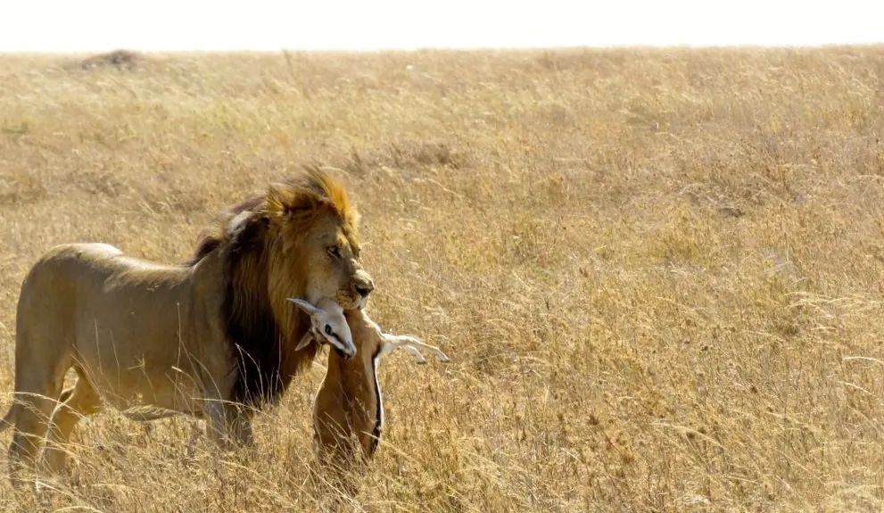 7-Day Big Five Safari in Tanzania, Mid-Range