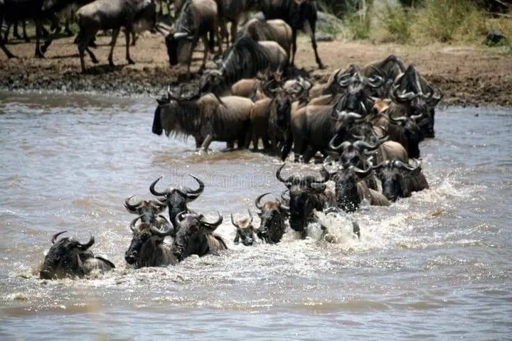 8-Day Great Migration Safari & Mara River Crossing