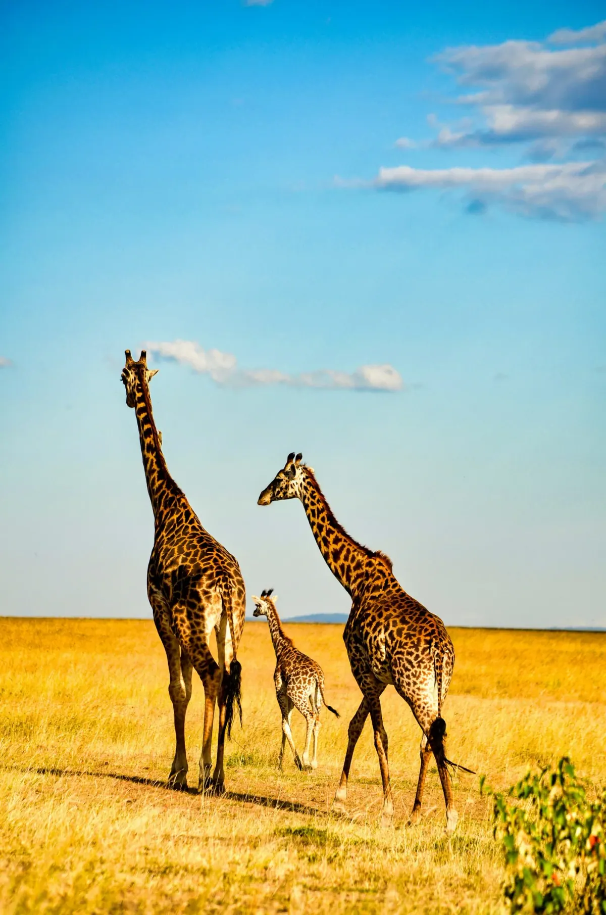 8-Day Safari to Most Celebrated African Parks
