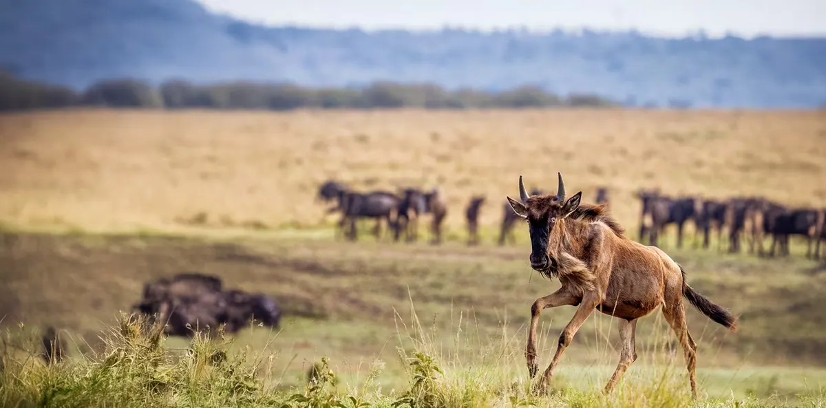8-Day Wildebeest Calving Season Along Ndutu Areas